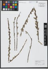 Foto von Salix viminalis L.
